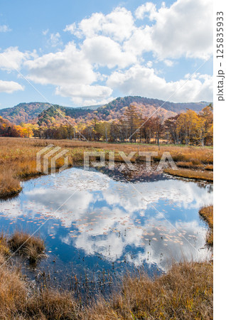 燃える秋　紅葉に色づく尾瀬 125835933