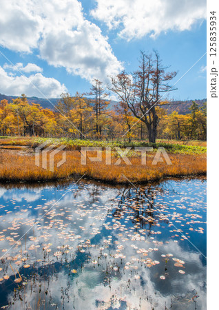 燃える秋　紅葉に色づく尾瀬 125835934