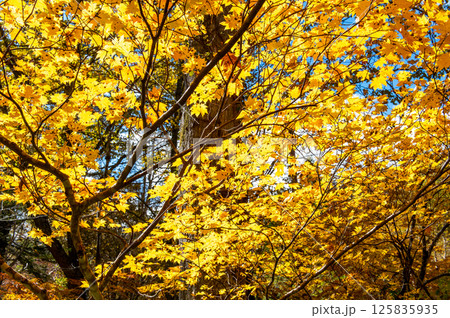 燃える秋 紅葉に色づく尾瀬 燃える秋 紅葉に色づく尾瀬 125835935