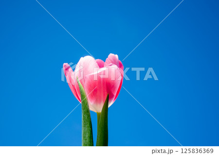 A vibrant pink tulip stands tall with its delicate petals open wide under a clear blue sky, showcasing the beauty of springtime flowers 125836369