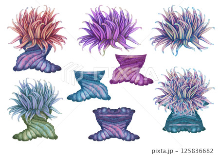 Set of watercolor sea anemones with green blue pink tentacles on white background for marine design 125836682