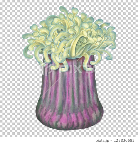Watercolor sea anemones with green tentacles, purple body on white background for marine design 125836683