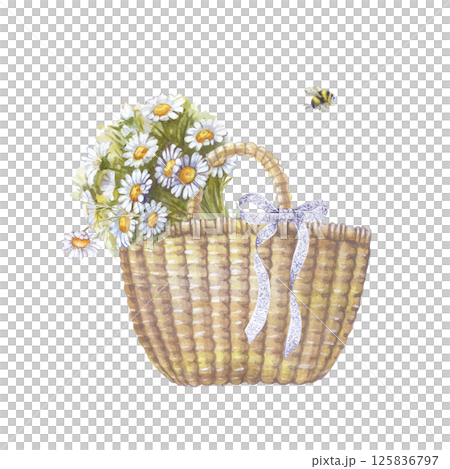 hand-drawn wicker basket with a lace bow and a bouquet of daisies. A watercolor illustration with a small bumblebee is isolated on a white background. Picnic. Country vibe. Gardening. 125836797