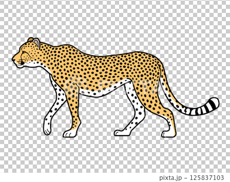 チーター チーター 125837103