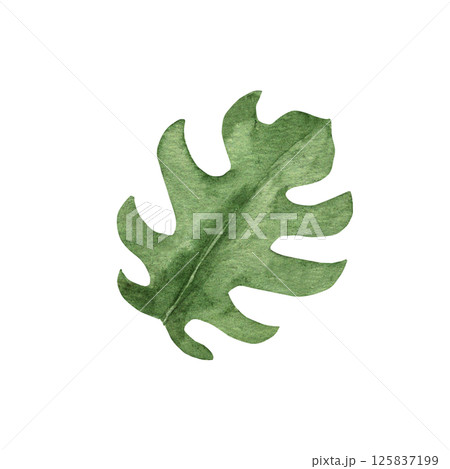 Monstera Tropical Leaf with cutouts. Watercolor Hand drawn floral illustration isolated on a white background. Design element for pattern, logo or decoration. Monstera Tropical Leaf with cutouts. Watercolor Hand drawn floral illustration isolated on a white background. Design element for pattern, logo or decoration. 125837199