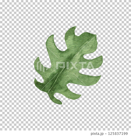 Monstera Tropical Leaf with cutouts. Watercolor Hand drawn floral illustration isolated on a white background. Design element for pattern, logo or decoration. Monstera Tropical Leaf with cutouts. Watercolor Hand drawn floral illustration isolated on a white background. Design element for pattern, logo or decoration. 125837199