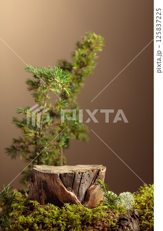 Composition with natural wood, moss and juniper branches. Composition with natural wood, moss and juniper branches. 125837225