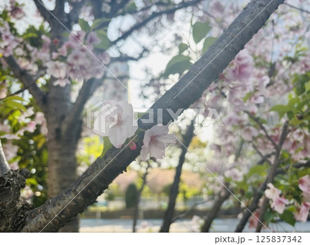 大通りに面した桜の木 大通りに面した桜の木 125837342