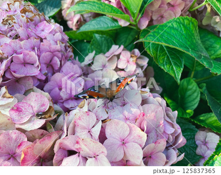 Hydrangea flowers in the garden Hydrangea flowers in the garden 125837365