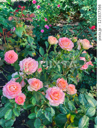 Rose flowers in the garden 125837366