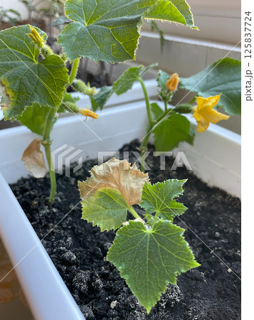 Cucumber seedling crop failure, yellow dry leaves and small plant size Cucumber seedling crop failure, yellow dry leaves and small plant size 125837724
