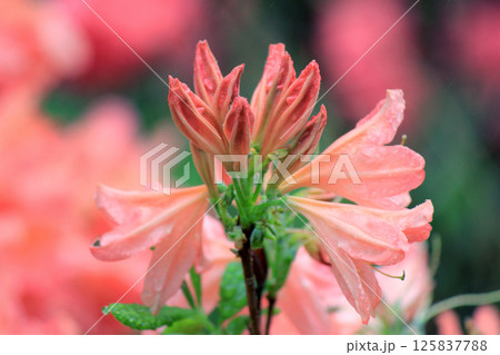 Evergreen growth - rhododendron, during the flowering period. 125837788