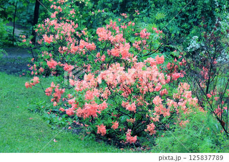 Evergreen growth - rhododendron, during the flowering period. Evergreen growth - rhododendron, during the flowering period. 125837789