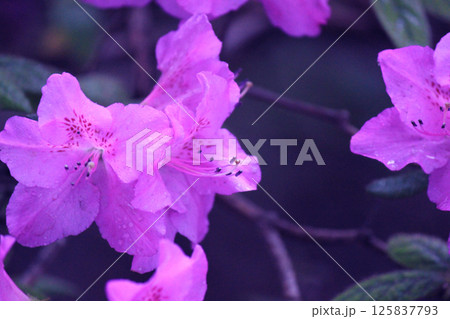 purple rhododendronin the botanical garden 125837793