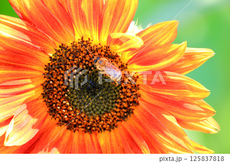 A blooming sunflower with nectar collected by a bee 125837818