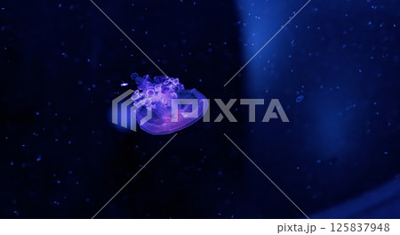 underwater photography jellyfish Cotylorhiza tuberculata, Mediterranean jellyfish 125837948