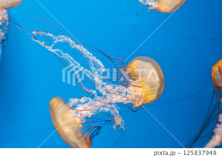 underwater photography jellyfish Chrysaora fuscescens, Pacific sea nettle, West Coast sea nettle 125837949