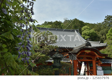 毘沙門堂門跡 藤棚から見る本殿と唐門(京都市山科区) 毘沙門堂門跡 藤棚から見る本殿と唐門(京都市山科区) 125837976