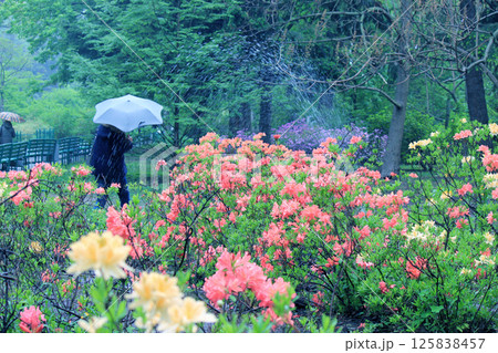 Evergreen growth - rhododendron, during the flowering period. Evergreen growth - rhododendron, during the flowering period. 125838457