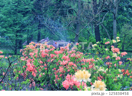 Evergreen growth - rhododendron, during the flowering period. Evergreen growth - rhododendron, during the flowering period. 125838458