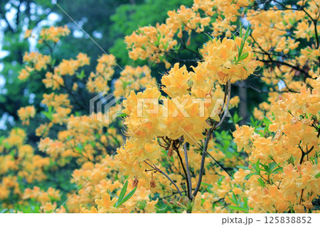 Evergreen growth - rhododendron, during the flowering period. 125838852