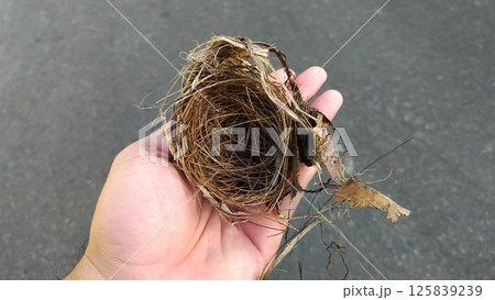 Hand Holding an Empty Bird Nest on an Outdoor Background 125839239