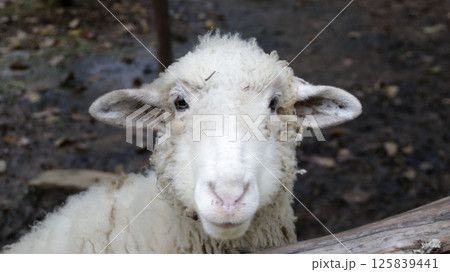 Close-Up of a White Sheep with Fluffy Wool Standing in a Muddy Pen on a Farm 125839441