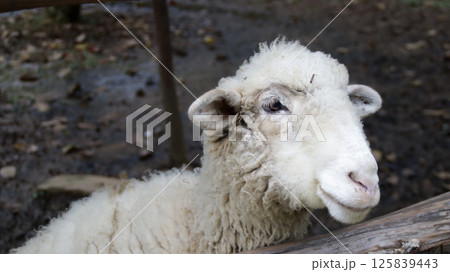 Close-Up of a White Sheep with Fluffy Wool Standing in a Muddy Pen on a Farm 125839443