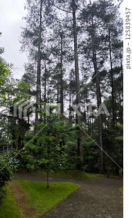 Tall Pine Trees in a Misty Forest Park with Greenery and Pathways on a Cloudy Day 125839457