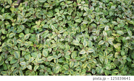 Lysimachia Congestiflora Walkabout Sunset Plant with Dense Variegated Green and Yellow Foliage in a Natural Garden Setting Lysimachia Congestiflora Walkabout Sunset Plant with Dense Variegated Green and Yellow Foliage in a Natural Garden Setting 125839641