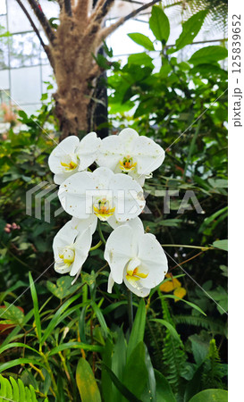 White Orchids in Lush Greenery with Tropical Background White Orchids in Lush Greenery with Tropical Background 125839652