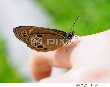 人の手の汗を舐めてミネラル補給する蝶 ウラジャノメ 人の手の汗を舐めてミネラル補給する蝶 ウラジャノメ 125839938