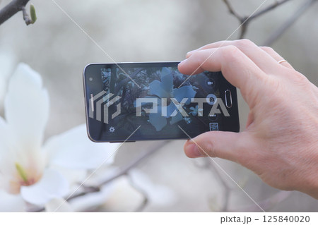 The process of photographing a white magnolia in a garden. The process of photographing a white magnolia in a garden. 125840020