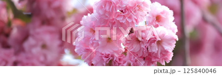 Spring flowering tree. Sunny day. May. Spring flowering tree. Sunny day. May. 125840046