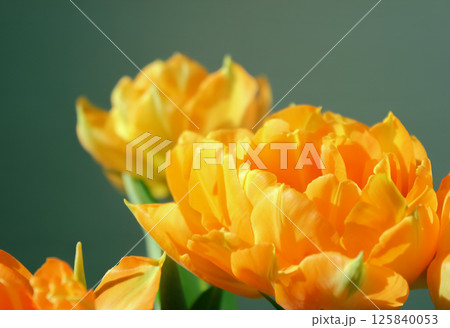 Large buds of blossoming yellow tulips 125840053
