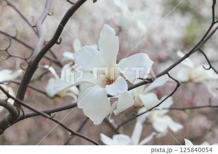 White magnolia in the spring garden. White magnolia in the spring garden. 125840054