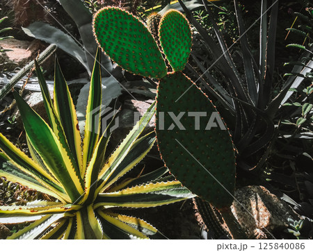 Various tropical plants, green cactus 125840086
