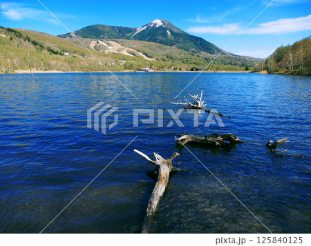 春の女神湖から見る蓼科山 125840125