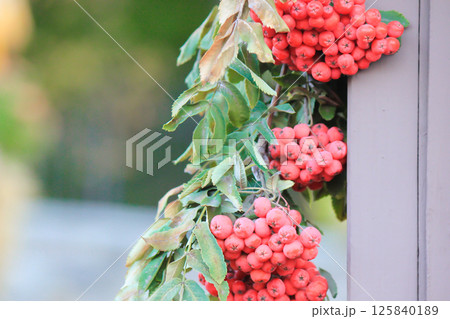 Juicy mountain ash in the garden. Autumn. Juicy mountain ash in the garden. Autumn. 125840189