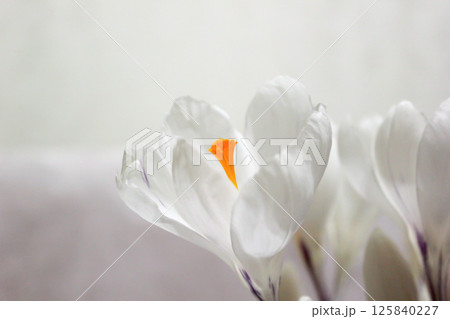 White crocuses. Early spring flowers. Macro view. 125840227