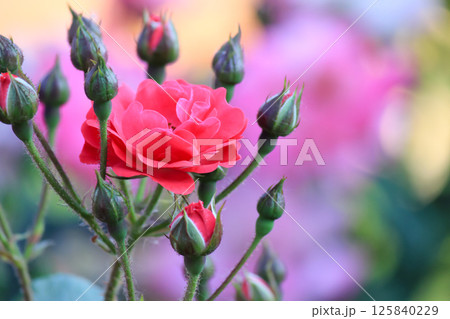 Beautiful roses in the garden. Summer day. Lush bright buds. Beautiful roses in the garden. Summer day. Lush bright buds. 125840229