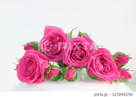 Decorative rose on a white background. Pink little buds. Macro view. 125840250