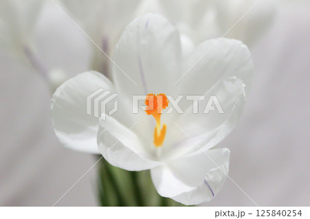 White crocuses. Early spring flowers. Macro view. White crocuses. Early spring flowers. Macro view. 125840254