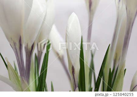 White crocuses. Early spring flowers. Macro view. White crocuses. Early spring flowers. Macro view. 125840255