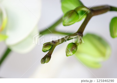 Flowering tender orchids. Phalaenopsis flowers. 125840290