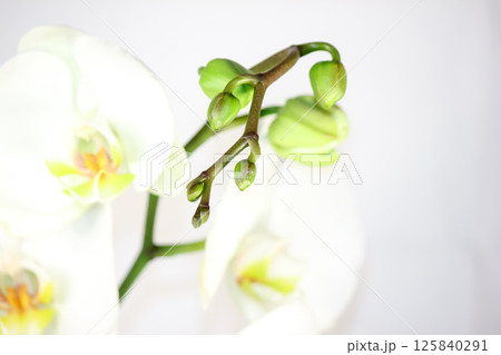 Flowering tender orchids. Phalaenopsis flowers. 125840291