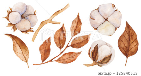 Hand drawn watercolor illustration of cotton plant with brown dry leaves. Vintage botanical art in soft pastel colors. Perfect for textile design, packaging, branding, decor, cards Hand drawn watercolor illustration of cotton plant with brown dry leaves. Vintage botanical art in soft pastel colors. Perfect for textile design, packaging, branding, decor, cards 125840315