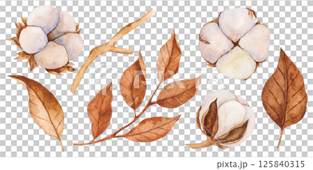 Hand drawn watercolor illustration of cotton plant with brown dry leaves. Vintage botanical art in soft pastel colors. Perfect for textile design, packaging, branding, decor, cards Hand drawn watercolor illustration of cotton plant with brown dry leaves. Vintage botanical art in soft pastel colors. Perfect for textile design, packaging, branding, decor, cards 125840315