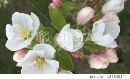 Apple tree flowers in bloom. White and pink beautiful flowers. Apple tree flowers in bloom. White and pink beautiful flowers. 125840344