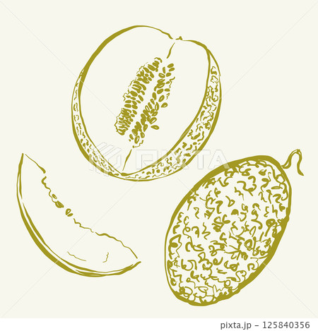 Vector fruit doodle illustration of melon. Hand-drawn garden harvest sketch. Organic farm graphics. Tasty food for design, veggie market drawing print, fabric or background. 125840356